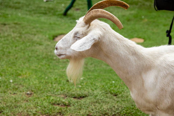 Portrait of a goat standing in a sunlit alpine meadow with a scenic background of pine trees and distant mountains. Tranquil rural landscape at golden hour.