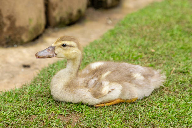 istock Beautiful ducks lying on the grass resting 1256899292