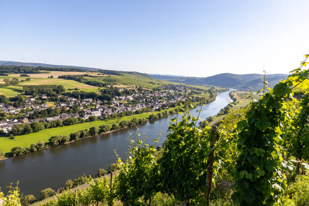 istock Scenic view on river Moselle valley with vineyard in  foreground 1256900505