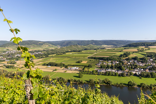 Aerial view at river Moselle valley between Muelheim and Brauneberg