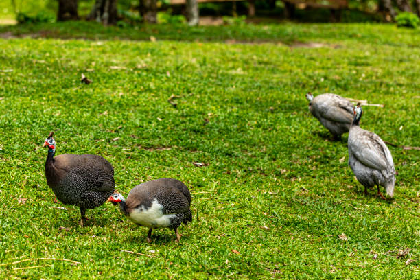 Angola hen walking on the farm lawn.