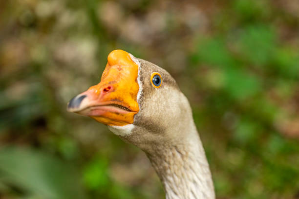 Closeup on goose on farm.