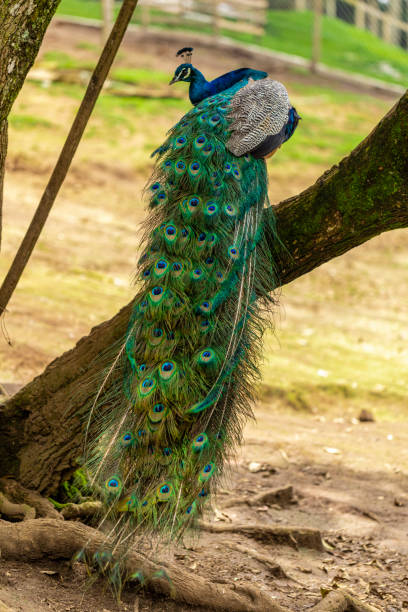istock closeup on a peacock on the farm 1256902187
