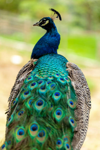 istock closeup on a peacock on the farm 1256902275