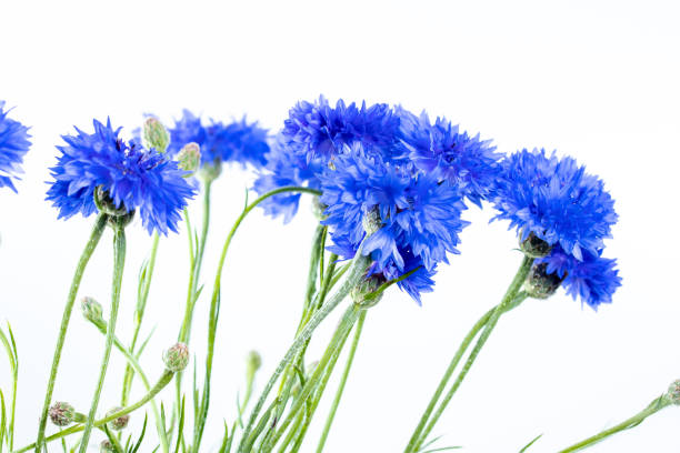 istock royal blue cornflowers from a side view on. light grey background, some blossoms are not completely opened, green hairy flower stems visible, also known as bachelor's button 1256902664