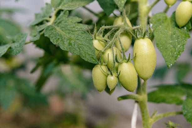 녹색 잘 익지 않은 토마토의 무리는 덤불에서 타원형 모양을 길게. - evolution progress unripe tomato 뉴스 사진 이미지