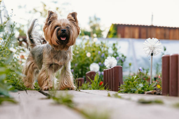 Yorkshire Terrier. A cute tiny dog stands on a wooden sidewalk.