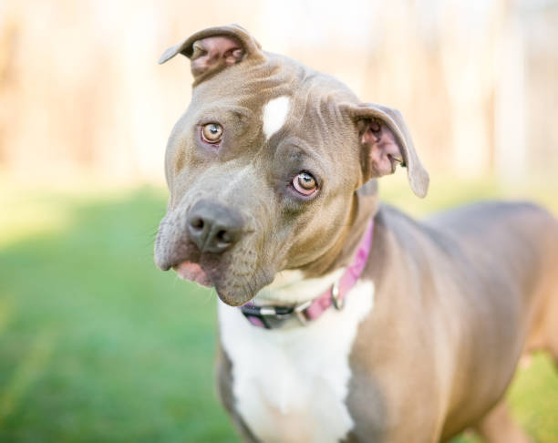 istock A Pit Bull Terrier mixed breed dog listening with a head tilt 1256903539