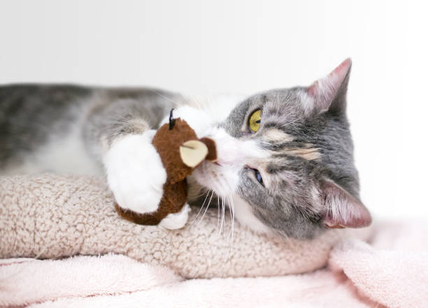istock A tabby shorthair cat lying on a blanket and playing with a toy 1256903639