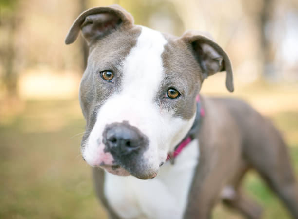 istock A Pit Bull Terrier mixed breed dog listening with a head tilt 1256903652