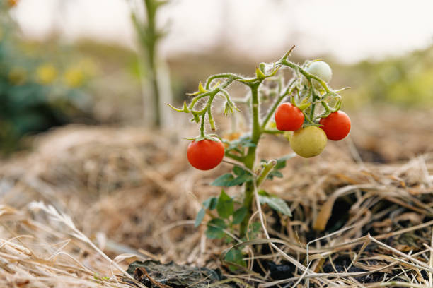小さな緑と赤のトマトを持つ非常に小さな茂みは、わらで覆われた土壌に成長します。 - evolution progress unripe tomato ストックフォトと画像