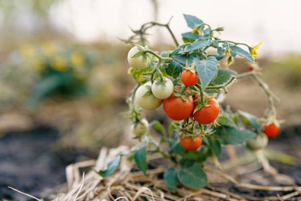 작은 녹색과 붉은 토마토와 매우 작은 덤불은 짚으로 덮여 토양에서 성장한다. - evolution progress unripe tomato 뉴스 사진 이미지