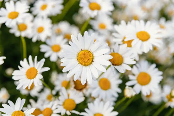 Photo of Daisies. Chamomile. Many flowers with white petals.