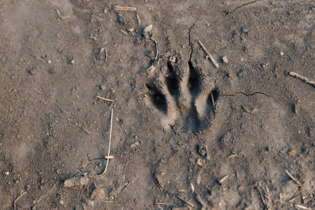 istock Cat's paw imprint on wet ground. 1256904639