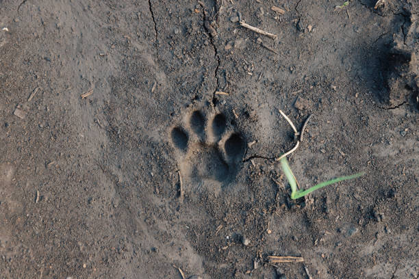 istock Cat's paw imprint on wet ground. 1256904653