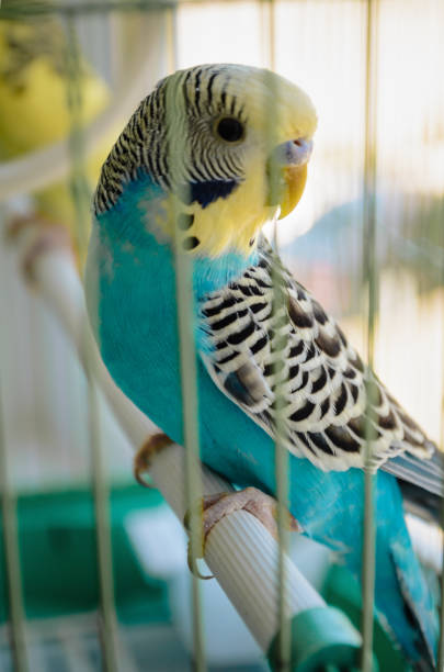 istock The parrot looks at the lens 1256905620