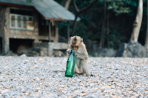 Little monkey is looking into a green bottle.