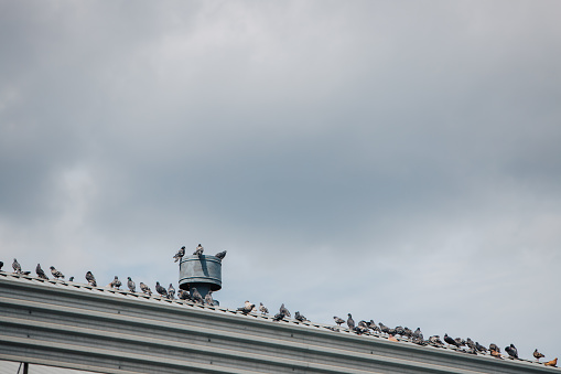 A lot of pigeons sitting on the roof of the building against the gray cloudy sky.