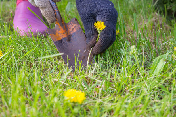 istock Female hands in gloves uproot with a spatula weed 1256909417