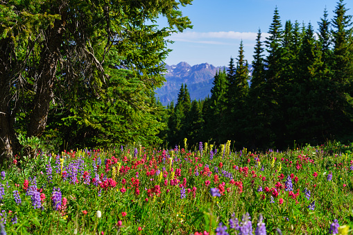 Indian Paintbrush Mountain Wildflowers Vail Colorado - Scenic summer landscape with colorful wildflowers in alpine meadow.