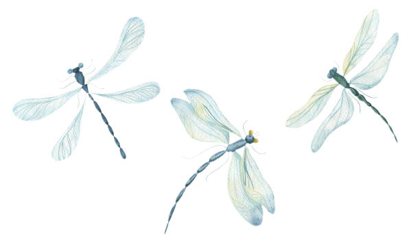 Watercolor dragonflies on a white background Watercolor dragonflies on a white background. Single elements, dragonfly insects. Watercolor. dragonfly drawing stock illustrations
