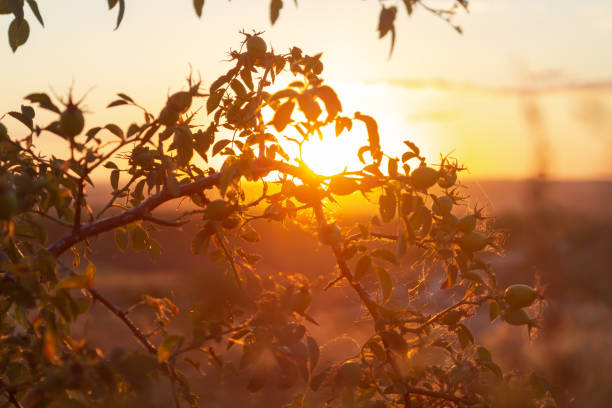 istock rosehip bush in the cobwebs 1256910978