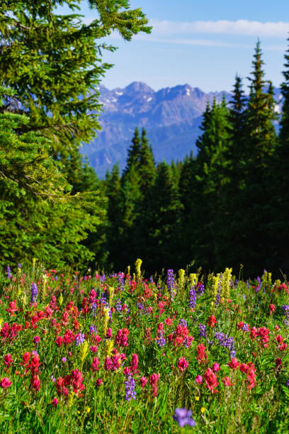 índio paintbrush mountain wildflowers vail colorado - wildflower flower colorado lupine - fotografias e filmes do acervo