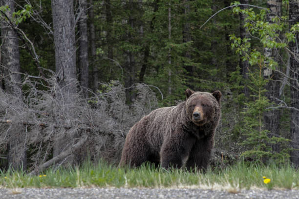 The Big Canadian Grizzly Bear A large Canadian Grizzly Bear is seen at the side of the road in the Rocky Mountains of Alberta, Canada. rocky mountains banff alberta mountain stock pictures, royalty-free photos & images