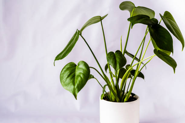 istock An indoor green  plant on a white pot 1256913320