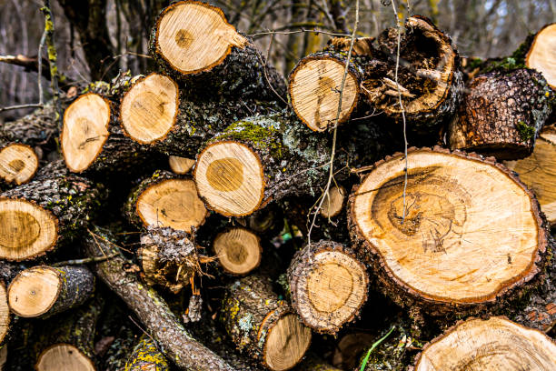 istock A lot of logs for a firewood 1256913356