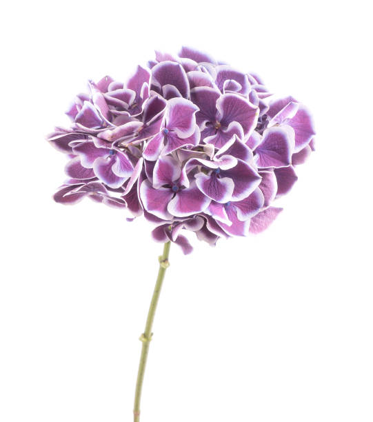 istock Purple hydrangea hortensia isolated on white 1256913374