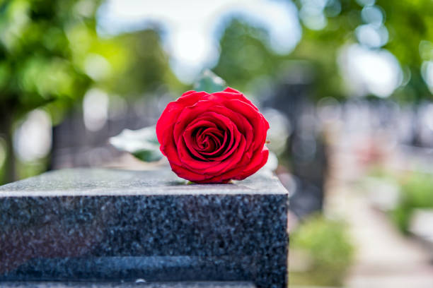 istock Red rose on the tombstone 1256916567