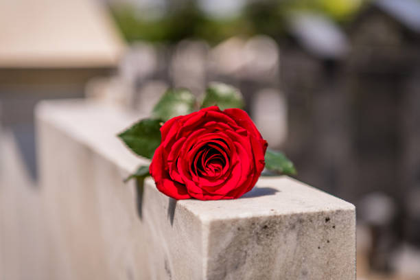 istock Red rose on the tombstone 1256916579