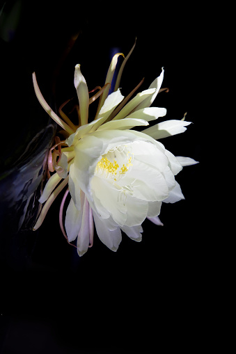 famous blooming Artepitheton grandiflorus by night, pupular name queen of the night