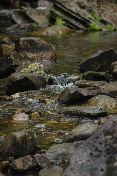 istock Small jungle stream in El Yunque 1256916711