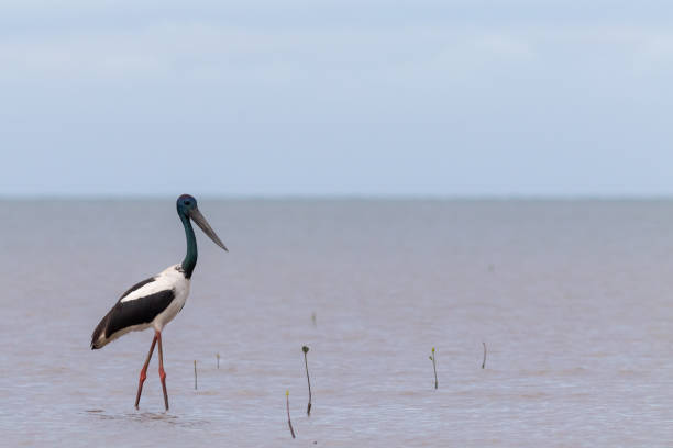 istock Black-necked stork (Ephippiorhynchus asiaticus) or jabiru 1256916718