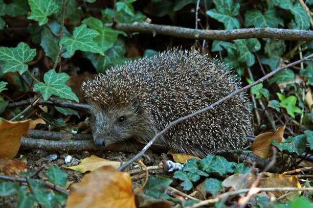 istock Hedgehog in the nature 1256916743