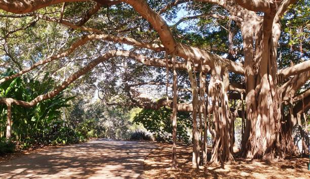 istock Brisbane Botanical Garden 1256917389