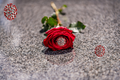 Red rose flower is lying down on wooden floor with shadow from sunlight. Holiday and celebration concept.