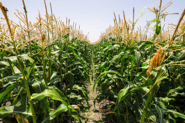 istock Maize Corn agriculture field. Cob Corn field. 1256917781
