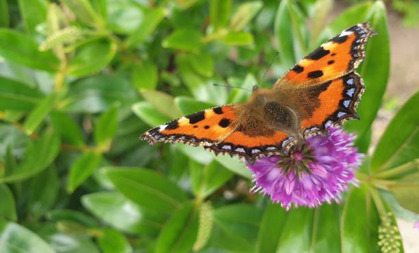 istock Orange and black butterfly 1256918831