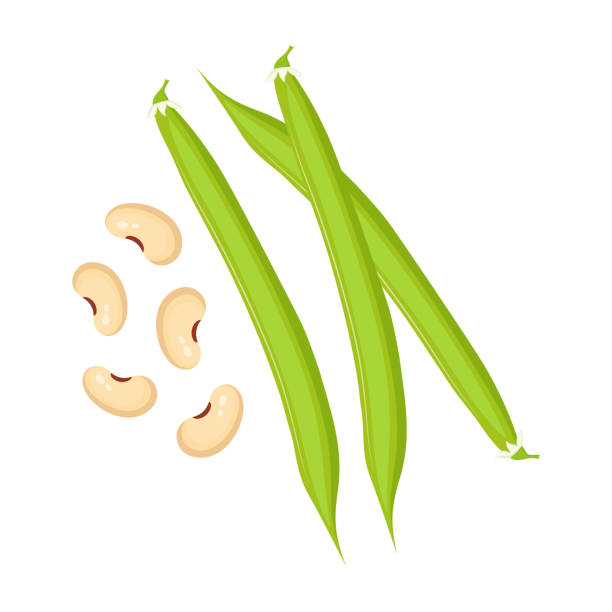 Haricot Isolated On White Pods Of Green Bean Stock Illustration - Download  Image Now - Green Bean, Freshness, Illustration - iStock