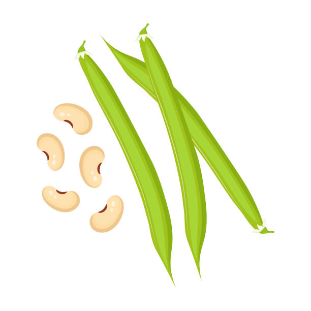 Haricot Isolated On White Pods Of Green Bean Stock Illustration - Download Image Now - Green Bean, Freshness, Illustration - iStock Haricot Isolated On White Pods Of Green Bean Stock Illustration - Download Image Now - Green Bean, Freshness, Illustration - iStock
