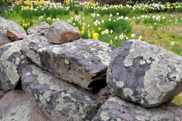 stone wall and daffodils - daffodil spring flower new england imagens e fotografias de stock