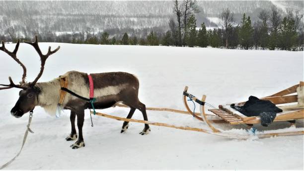 istock Cute beautiful Scandinavian reindeer in Tromso, Norway 1256925321