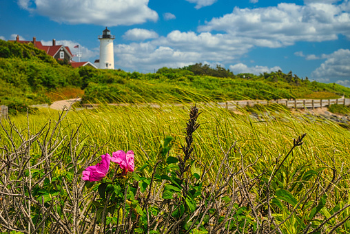 Wild beach roses bloom in the thicket of blowing grasses near iconic Nobsca Lighthouse in Woods Hole, Massachusetts.