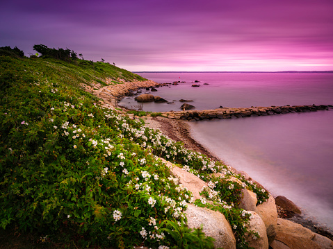 Pink twilight over the bay with jetty. Wild rose flowers in bloom on the rocky bank at shoreline on Cape cod.