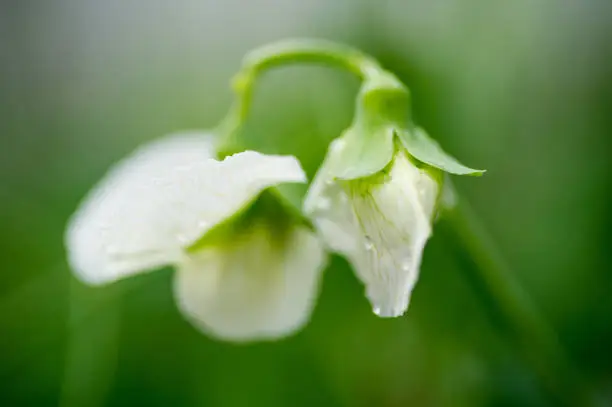 White flowers of pea plant with raindrops.  Shot in macro close up