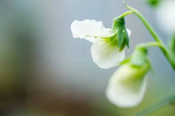 White flowers of pea plant with raindrops.  Shot in macro close up