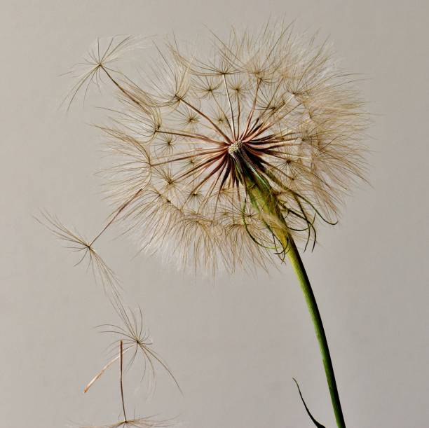 istock Goats Beard In Seed Isolated On Gray 1256928873